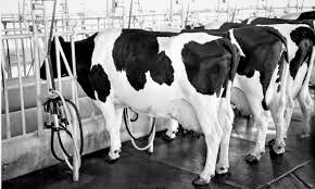 Implementation Transition Training - Dairy Farmers of America DFA